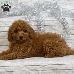 Sweetie, Mini Goldendoodle Puppy